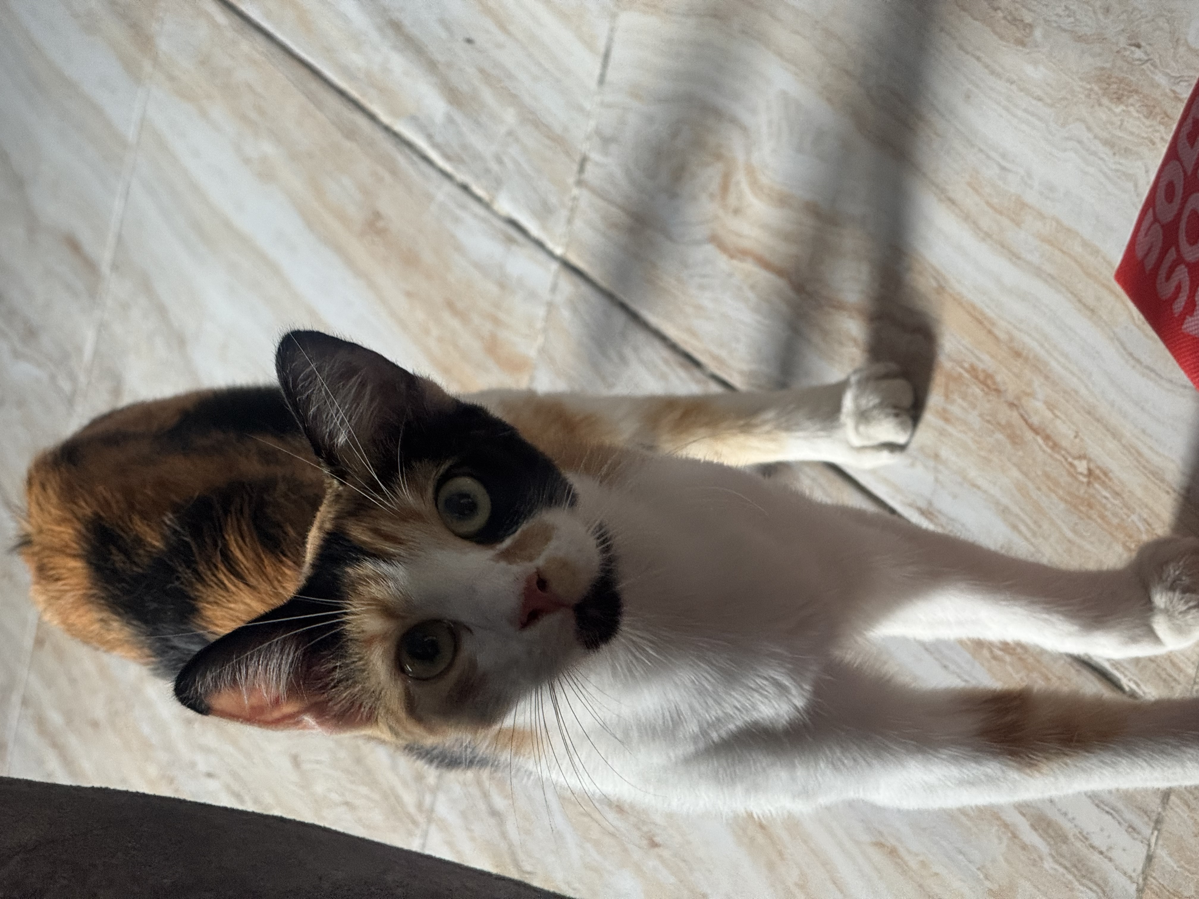 Foto de Aurora