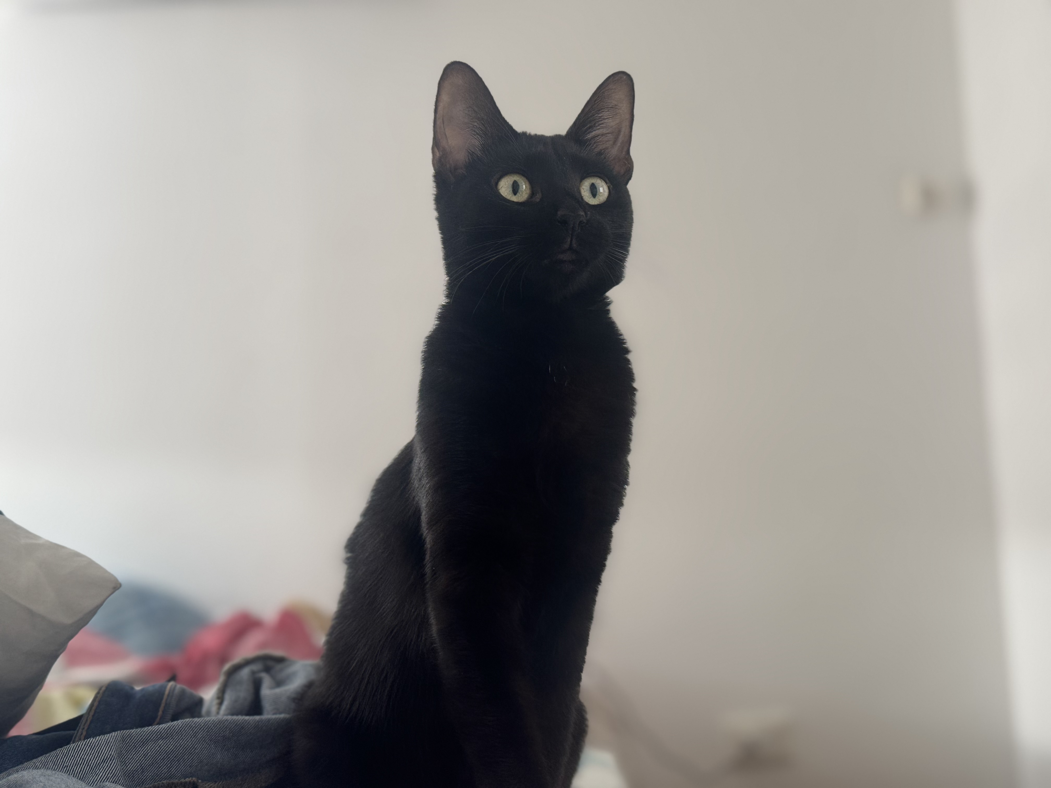 Foto de Kuromi