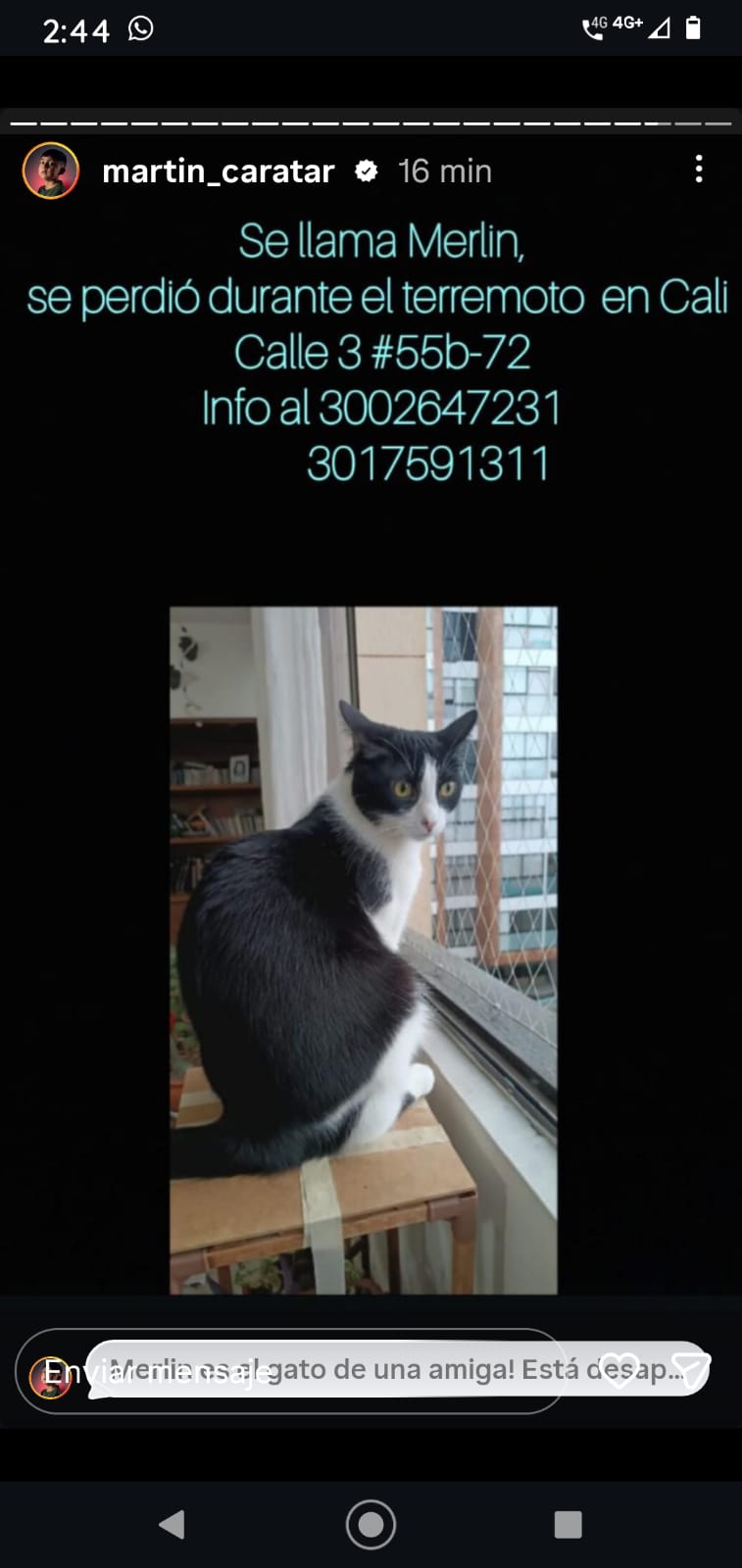 Foto de Merlin